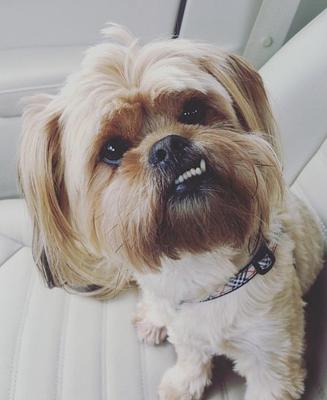 Corotos | Perrito raza Shih Tzu