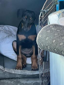animales y mascotas - doberman