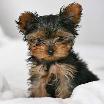 animales y mascotas - Yorkie Toy