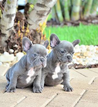 animales y mascotas - Bulldog Frances Blue