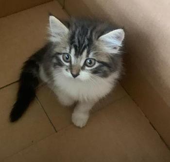 animales y mascotas - Gato angora turco hembra y macho. Cat, gatito, minino, pet, cat, ángora, vet