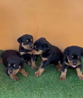 Corotos | OFERTA CACHORRO ROTTWEILER AMBOS SEXO Y EN SANTO D