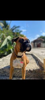 animales y mascotas - boxel
