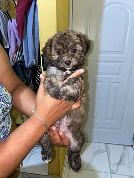 animales y mascotas - Mini Poodle con Shipoo