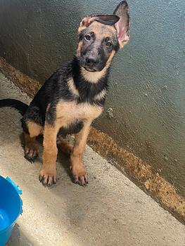 animales y mascotas - Perros Rottweilers en venta 