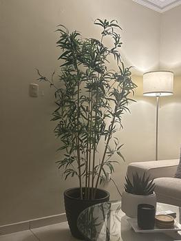 decoración y accesorios - planta de ikea 