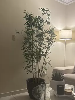 decoración y accesorios - planta de ikea 