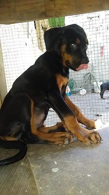 Corotos | OFERTA CACHORRO ROTTWEILER MACHO UBICADO EN SANTO