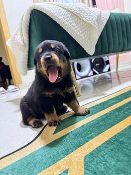 animales y mascotas - Rottweiler hembras y machos. Dog, pet, mascotas, cachorro, rotweiler, perro,