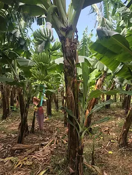 solares y terrenos - Finca 1,700 tareas en Guayubin, Monte Cristi  