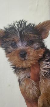 animales y mascotas - OFERTA CACHORRO YORKIE MACHO SE ENTREGA CON TODO A