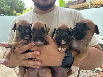 animales y mascotas - Cachorros boxer