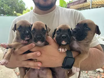 animales y mascotas - Cachorros boxer
