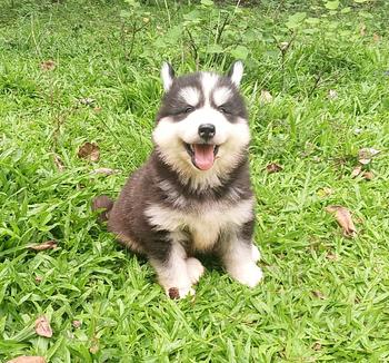 animales y mascotas - Husky siberiano hembras y machos. Huski, dog, pet, mascotas, perro, cachorro