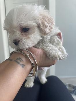 animales y mascotas - Cachorros Shih Tzu x Maltés,tercera camada, sanos, comen purina,nacidos mayo 30