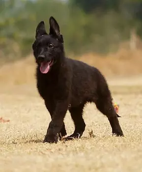 animales y mascotas - Pastor alemán negro 