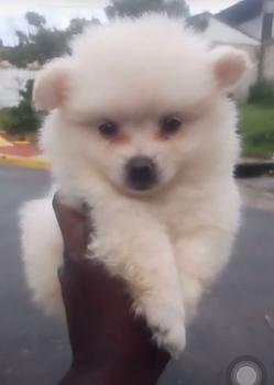 animales y mascotas - OFERTA CACHORRO POMERANIA MACHO SE ENTREGA CON TOD