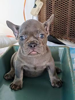 animales y mascotas - OFERTA CACHORRO BULLDOG FRANCES HEMBRA EN SANTO DO