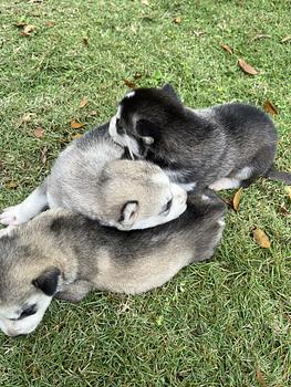 animales y mascotas - Husky siberiano 