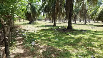 solares y terrenos - Solar 8,000 tareas en San Francisco de Macoris
