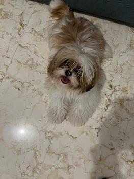animales y mascotas - Vendo Shitzu 7 meses