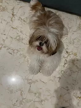 animales y mascotas - Vendo Shitzu 7 meses