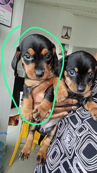 animales y mascotas - OFERTA CACHORRO SALCHICHA MACHO EN SANTO DOMINGO Y