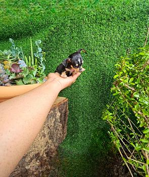 animales y mascotas - OFERTA CACHORRO CHIHUAHUA MACHO EN SANTO DOMINGO Y