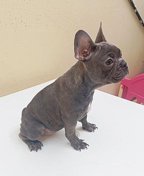 animales y mascotas - OFERTA CACHORRO BULLDOG FRANCES HEMBRA SE ENTREGA 
