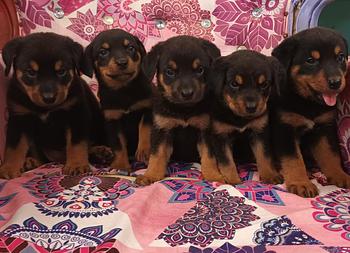 animales y mascotas - OFERTA CACHORRO ROTTWEILER MACHO SE ENTREGA CON TO