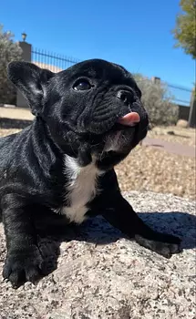 animales y mascotas - Bulldog Francés ❤️ 