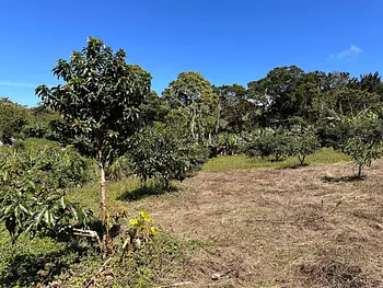 solares y terrenos - Vendo Oportunidad Finca De 132 Tareas Sembrada De Aguacate, Café, en Barahona