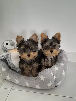 animales y mascotas - ❤️ Yorkie Toy ❤️ 