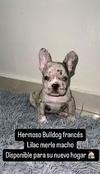 animales y mascotas - OFERTA CACHORRO BULLDOG FRANCES AMBOS SEXO EN SANT