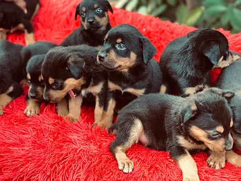animales y mascotas - Perros rottweiler puros cachorros hembra y varones 100% puros  