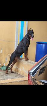 animales y mascotas - doberman 