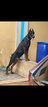 animales y mascotas - doberman 