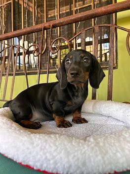 animales y mascotas - OFERTA CACHORRO SALCHICHA AMBO SEXO EN SANTO DOMIN