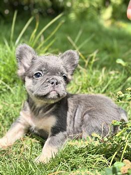 negocios en venta - bulldog francés fluffy 