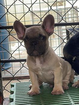animales y mascotas - Bulldog francés macho, frances. Dog, pet, mascota, cachorro, frenchie, puppy