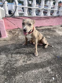 decoración y accesorios - son perros pitbull de pura raza con dos meses 