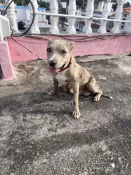 decoración y accesorios - son perros pitbull de pura raza con dos meses 