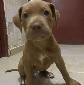 animales y mascotas - Cachorros pitbull