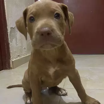 animales y mascotas - Cachorros pitbull