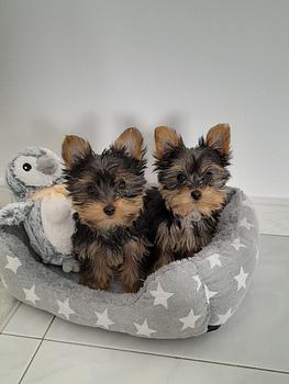 animales y mascotas - Yorkie Toy