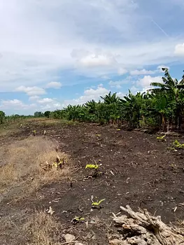 solares y terrenos - Finca de Platano 52 tareas en Zafarraya, Moca