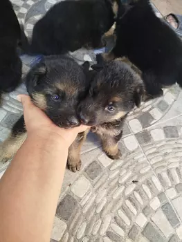 animales y mascotas - Pastor Alemán Puro, Pedigree –Línea 100% Original