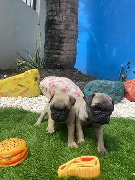 animales y mascotas - pug
