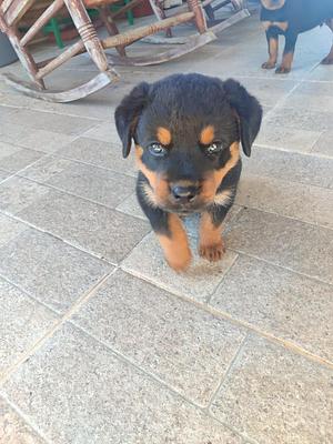 Corotos | OFERTA CACHORRO ROTTWEILER MACHO UBICADO EN SANTO