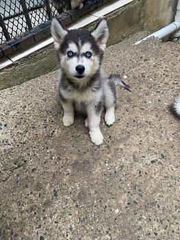 animales y mascotas - Husky siberiano hembras y machos. Huski, dog, pet, mascotas, perro, cachorro